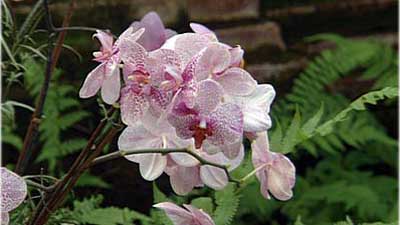 Orchideen-richtig-giessen-und-platzieren