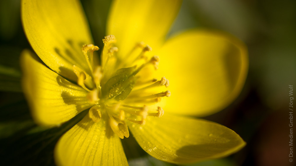 Pollen-gelbe-bluete-pollenschutz