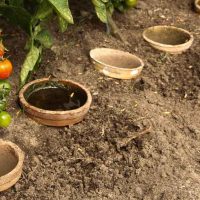 Tomaten Im Frühjahr Pflanzen Tipps