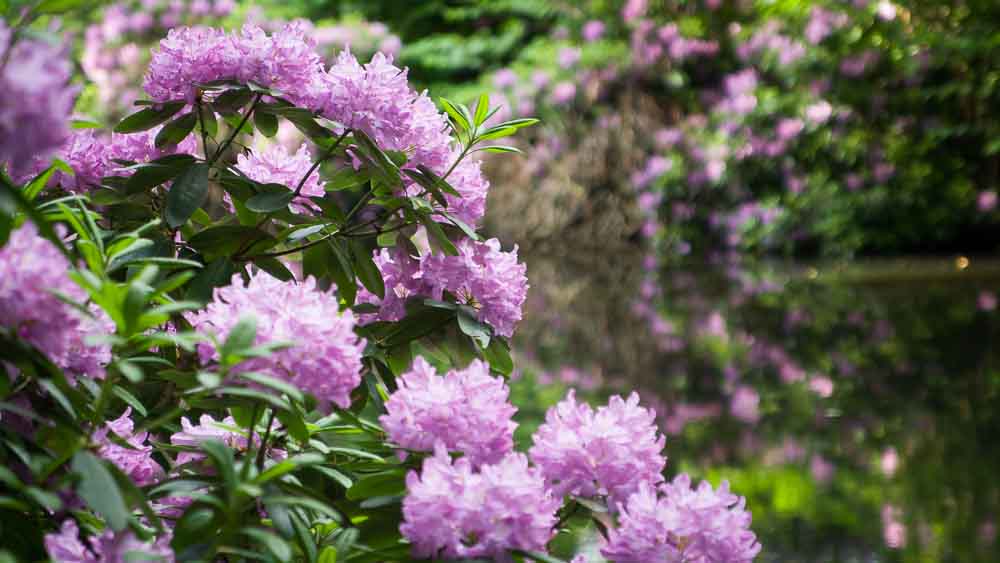 Alpen- und Rhododendrongarten